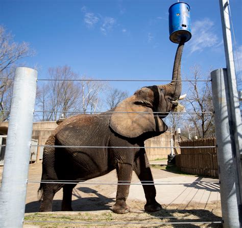 See the Memphis Zoo animals, exhibits through the yeras in photos