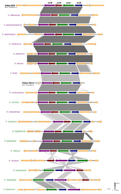 Diverse Horizontally-Acquired Gene Clusters Confer Sucrose Utilization ...