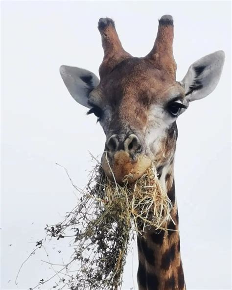 Thali Thali Game Lodge – Country Escapes