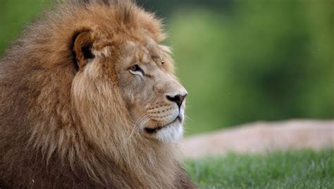 Zookeeper in Thailand dies after being attacked by lions in front of ...