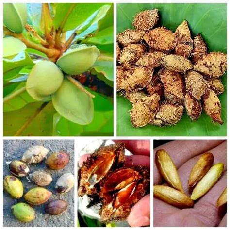 Golden Bloom Indian Almond Badam Hybrid Live Plant (Height: 1.5 feet ...