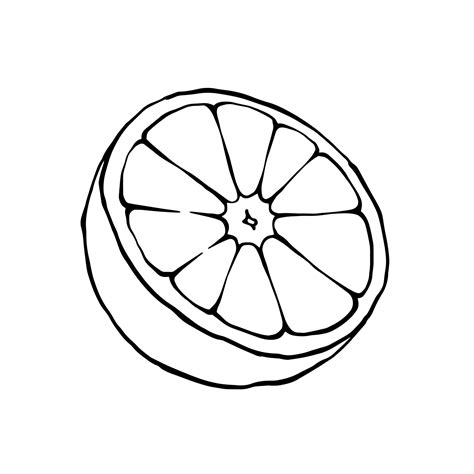 Orange half vector drawing. Outline black and white illustration of cut citrus fruit. 14460821 ...