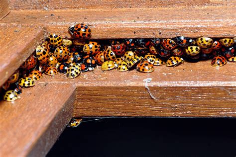 Color Are Poisonous Ladybugs