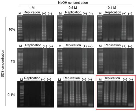 Pipette-Free and Fully Integrated Paper Device Employing DNA Extraction ...