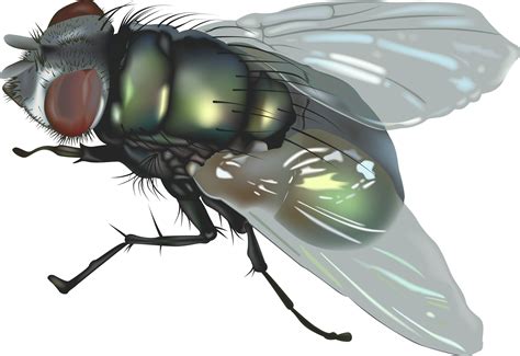Flies Clipart