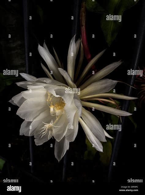 Night blooming Cactus ( Cereus Stock Photo - Alamy