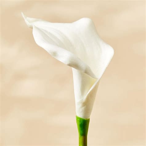 Buy Botanical Artificial Calla Lily Flower - 35cm from Home Centre at ...