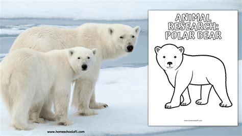 Free Polar Bear Life Cycle Worksheet - Homeschool of 1