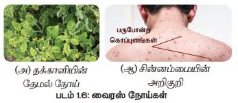 வைரஸ்கள் - வைரஸ் இயலின் மைல்கற்கள், அளவும் வடிவமும், வைரஸ்களின் ...