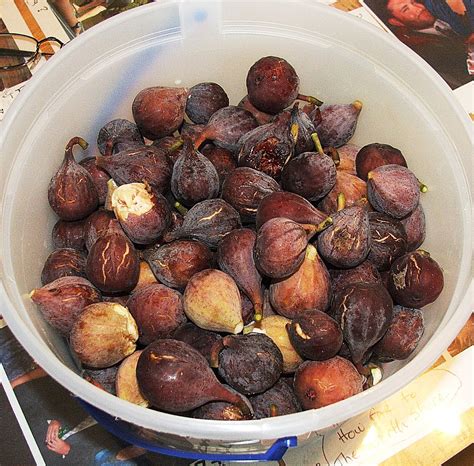 Fig Season In Sc at Miles Gomez blog