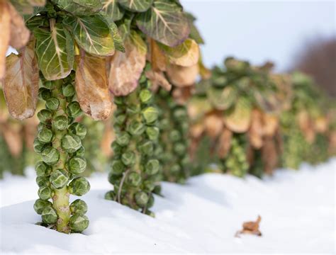 When and How to Harvest Brussels Sprouts