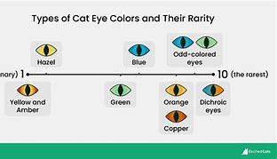 Image result for Cat Eye Color Rarity