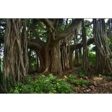 Fruit Tree Seeds - Tectona Grandis Seeds Manufacturer from Bengaluru