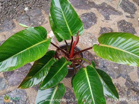 Mature Red Congo Philodendron Plant For Sale In India | Online plant ...