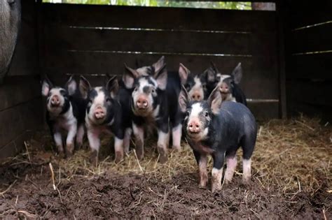 Pig Breeds in India: भारत में सूअर की प्रमुख नस्लें और उनकी विशेषताएं ...