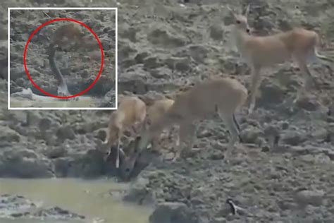 Image result for Python Attacks Deer