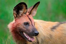 Image result for Desert Animals with Big Ears