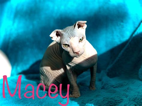 Ukrainian Levkoy Cats For Sale | Black Hawk, CO #323124