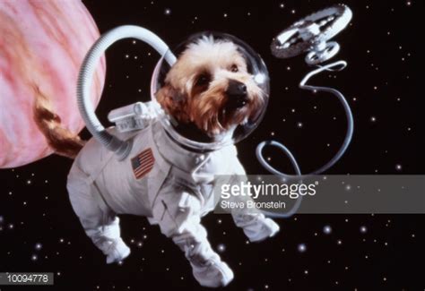 Первые животные в космосе. Белка и Стрелка — собаки-космонавты