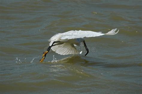 站在水中的白鹭动物高清图片下载-正版图片600786612-摄图网