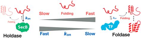 Structural and Kinetic Views of Molecular Chaperones in Multidomain ...
