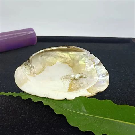Mother of Pearl Sea Shell - For Luck & Protection - Pandit.com