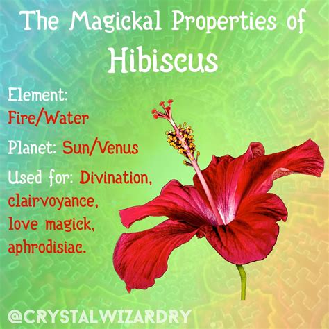 Significance Of Hibiscus Flower