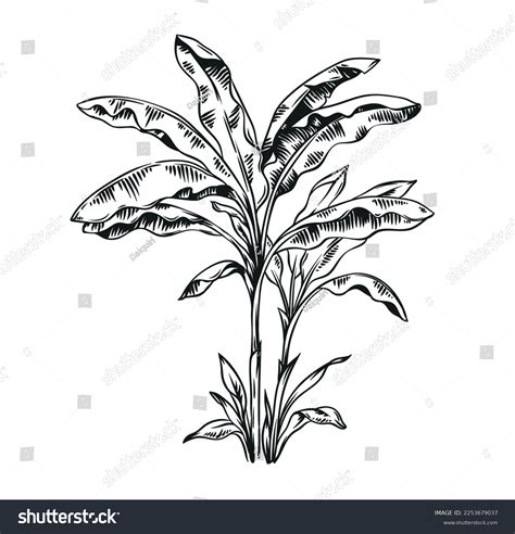 Mata De Platano Dibujo