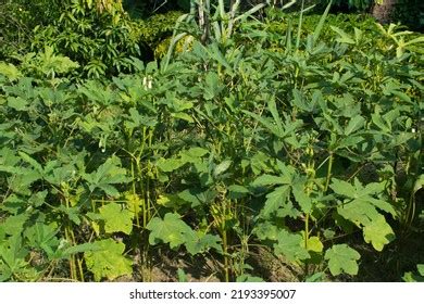 Image result for SmartPlant Monitoring System Using Arduino R4 Wi-Fi