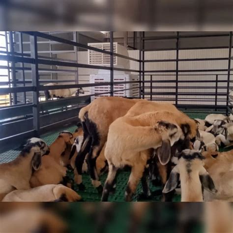 Goat farm aircooler Manufacturer from Coimbatore