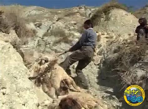 土耳其发生奇怪的羊群集体跳崖“自杀”事件 - 神秘的地球 科学|自然|地理|探索