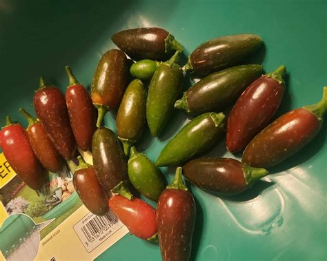 Are Jalapeños Hotter When They Turn Red? [Red Pepper Guide]