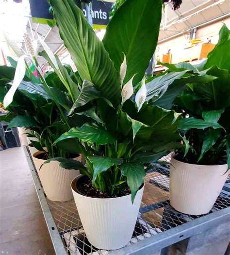Peace Lily Care Indoors - How to Grow Peace Lily (Spathiphyllum)