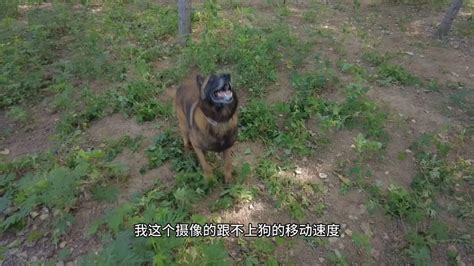 马犬生长最快在几月龄 马犬生长周期_宠物百科 - 养宠客