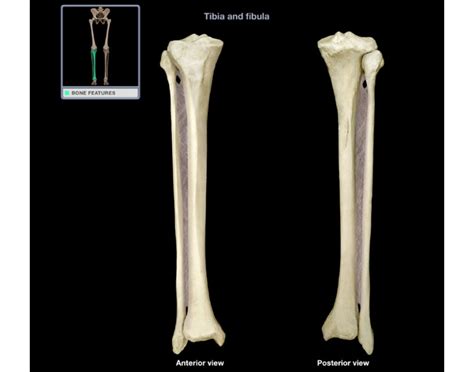FIBulA AND TIBIA bone anatomy Quiz