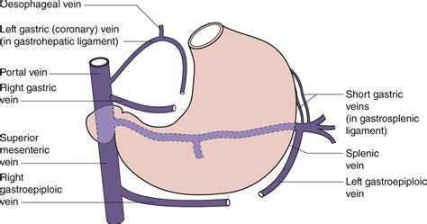 The Abdomen | Radiology Key
