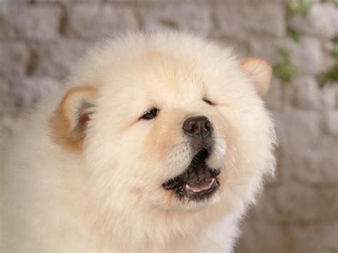 7 Dogs That Look Like Polar Bears | The Dog People by Rover.com