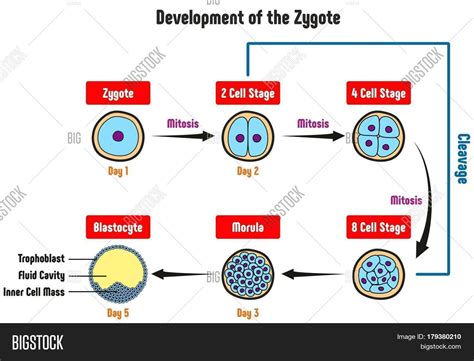 Anatomy Of Zygote