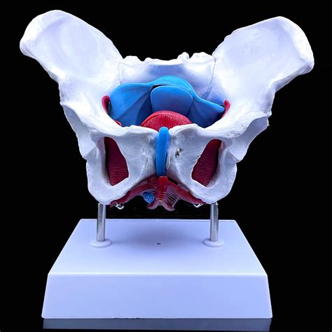Female Pelvis Anatomy Model with Pelvic Floor Sri Lanka | Ubuy