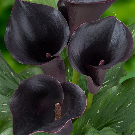 Understanding Calla Lily Meaning and Symbolism