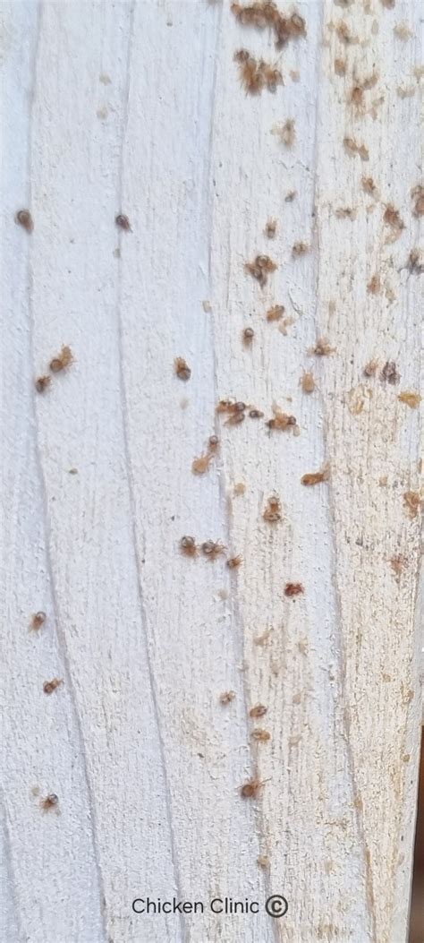 Red mite — Chicken Clinic - Chicken vet in Bristol