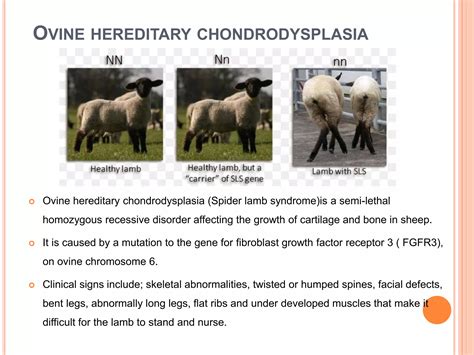 SHEEP BREEDS DETAILED.pptx