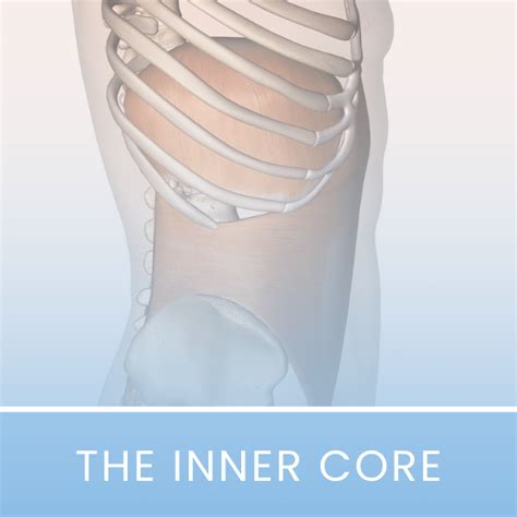 Inner Core Muscle 的图像结果