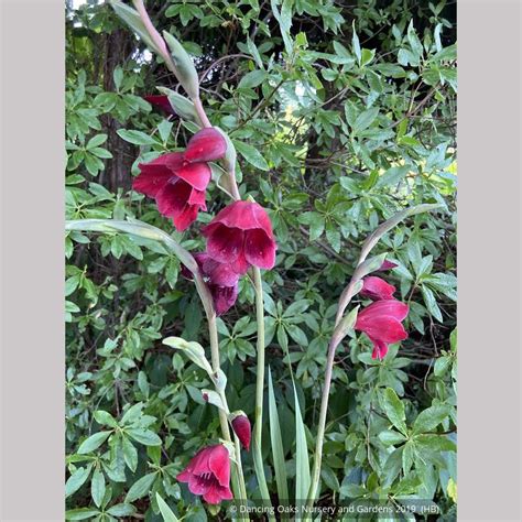 Gladiolus papilio 'Ruby' – Dancing Oaks Nursery and Gardens