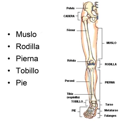 Anatomía De Los Huesos Tibia Y Peroné