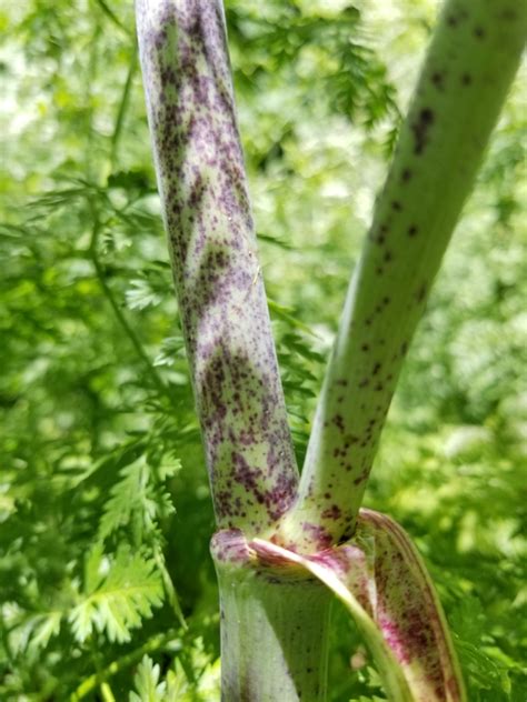 Close-up of poison hemlock leaves with lacy fern-like pattern