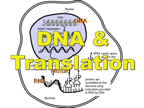 DNA Translation Basic 的图像结果