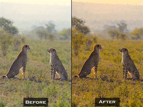 60 Wildlife Lightroom Presets | Animal Photo Filters (XMP) - Etsy
