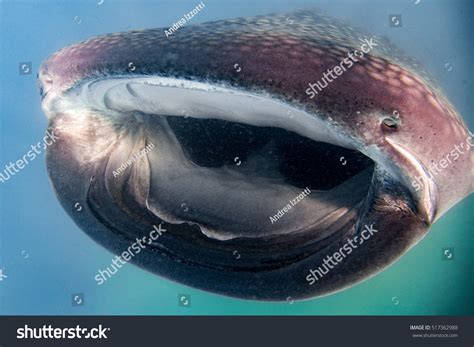276 Whale shark teeth Stock Photos, Images & Photography | Shutterstock