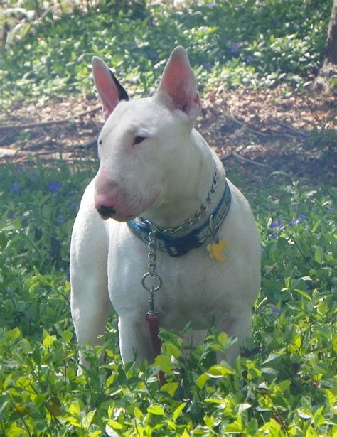 14 hilarious bull terrier memes of 2021 – Artofit